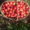 Tomate Maritime Rose