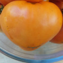 Tomate Cœur de Bœuf Orange