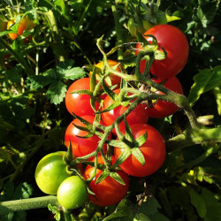 Tomate Cerise Miel du Mexique