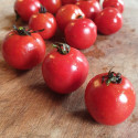 Tomate Précoce de Quimper