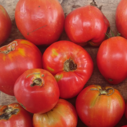 Tomate Cœur de Bœuf Red Reif