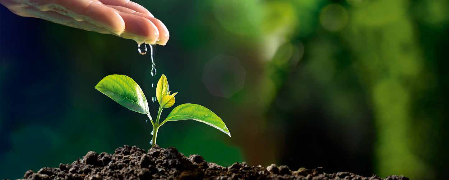 Jardin bio - Trucs et astuces sur la germination